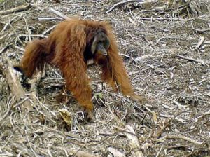 palm oil