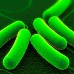 E. Coli Bacteria Consumes Switchgrass, Makes Fuels