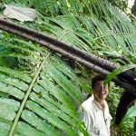Rain Forest Advocate Taps the Energy of the Sugar Palm 