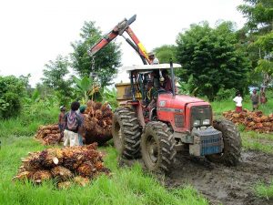 palm-oil harvest