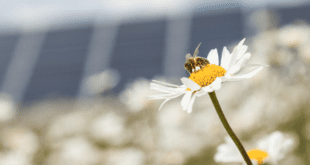 Honeybee Solar