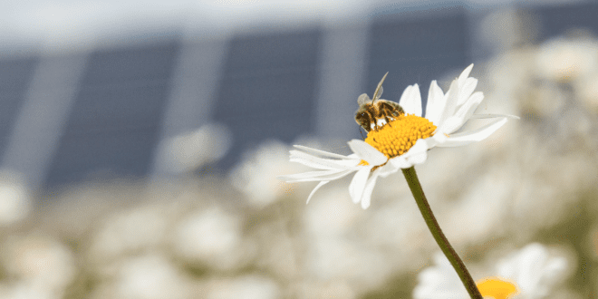 Honeybee Solar