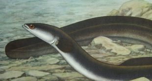 ElectricEel Credit NOAA