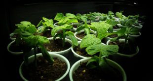 13215803525 381eb57dc2 h