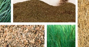 biofuel feedstock