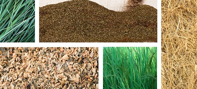 biofuel feedstock