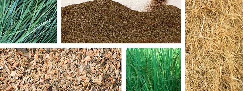 biofuel feedstock